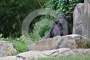 Endangered eastern gorilla on the green grassland