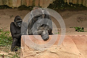 Endangered eastern gorilla on the green grassland