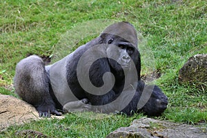 Endangered eastern gorilla on the green grassland