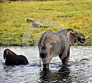 Endangered Elephant Herds - Zimbabwe