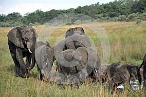 Endangered Elephant Herds - Zimbabwe