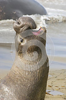 Endangered Elephant Seal photo