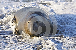 Endangered Elephant Seal