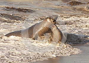 Endangered Elephant Seals mating