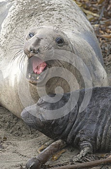 Endangered Female Elephant Seal photo