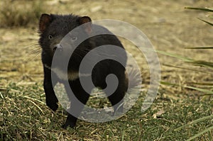 An endangered female Tasmanian devil stalking through bushland