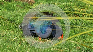 Endangered flightless new zealand takahe feeding on grass