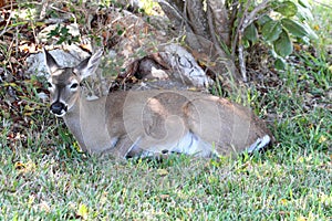 Endangered Florida Key Deer (Odocoileus virginianus clavium)