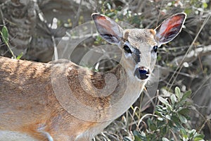 Endangered Florida Key Deer (Odocoileus virginianus clavium)