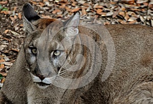 Endangered Florida Panther