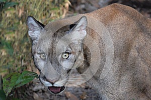 Endangered Florida Panther