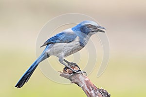 Endangered Florida Scrub-Jay