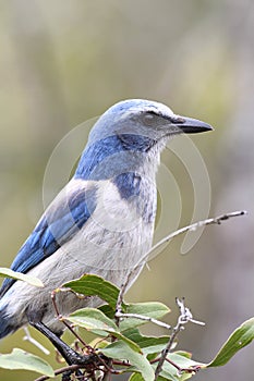 Endangered Florida Scrub-Jay