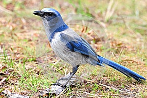 Endangered Florida Scrub-Jay