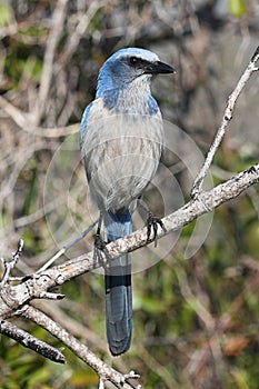 Endangered Florida Scrub-Jay