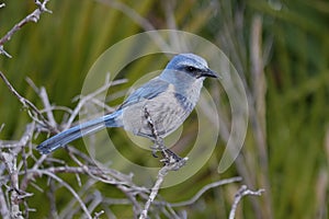 Endangered Florida Scrub-Jay