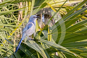 Endangered Florida Scrub Jay On A Palm Frond