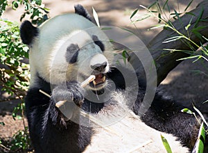 Endangered Giant Panda Eating Bamboo Stalk