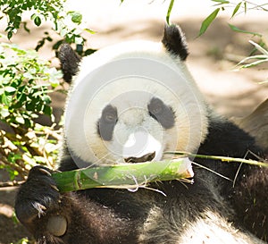 Endangered Giant Panda Head and Shoulders Eating Bamboo Stalk
