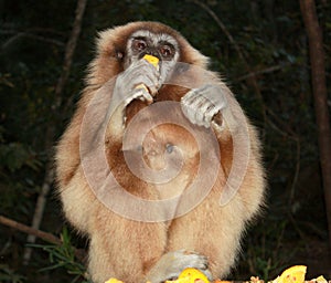 Endangered Gibbon apes