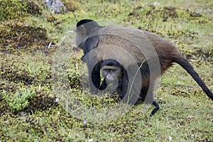 Endangered golden monkey, with baby Volcanoes National Park, Rwanda