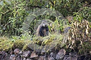 Endangered golden monkey on buffalo wall, Volcanoes National Par