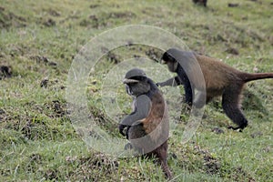 Endangered golden monkey crop raiding, Volcanoes National Park,