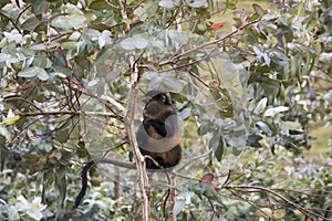 Endangered golden monkey in eucalyptus tree , Volcanoes National