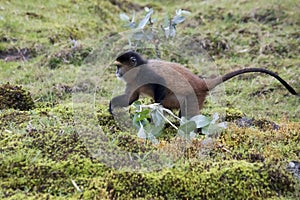 Endangered golden monkey foraging, Volcanoes National Park, Rwanda