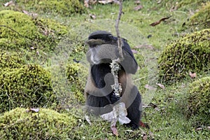 Endangered golden monkey portrait, Volcanoes National Park, Rwanda