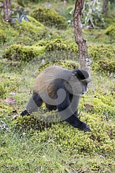 Endangered golden monkey profile, Volcanoes National Park, Rwanda