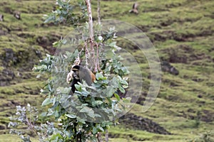Endangered golden monkey, sitting in tree, Volcanoes National P
