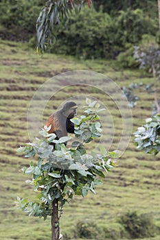 Endangered golden monkey on top of tree, Volcanoes National Park