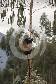 Endangered golden monkey in tree Volcanoes National Park, Rwanda