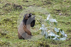 Endangered golden monkey youth, Volcanoes National Park, Rwanda