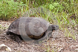 Endangered Gopher Tortoise photo