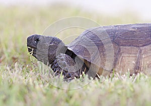 Endangered Gopher Tortoise