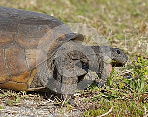 Endangered Gopher Tortoise Foraging on Plants - Florida