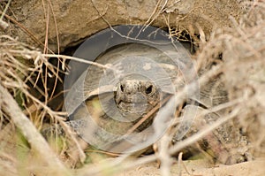 Endangered Gopher Tortoise Turtle