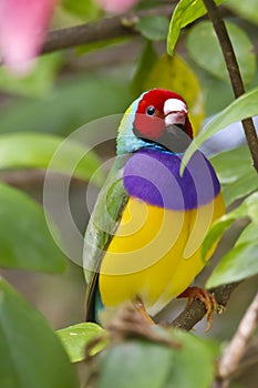 Endangered Gouldian Finch with red head photo