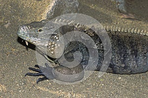 An endangered Grand Cayman Iguana