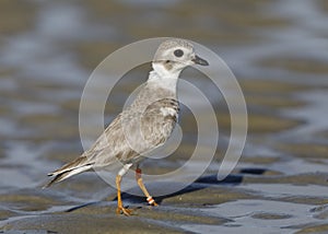 Endangered Great Lakes Piping Plover in winter - Jekyll Island, Georgia