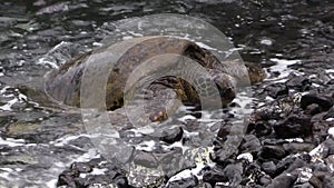 Endangered Green Sea Turtle on a Maui Beach