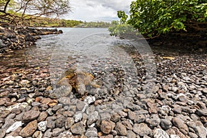 Endangered Green Sea Turtle Resting on Maui Beach