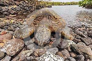 Green Sea Turtle Resting on Rocky Beach