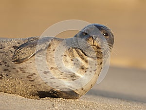 Endangered Harbor Seal photo