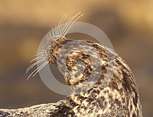 Endangered Harbor Seal