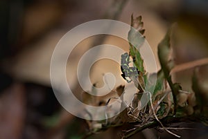 An endangered harlequin toad clings on photo