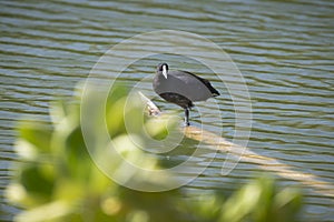 The endangered Hawaiian coot, also known as the ?alae ke\'oke\'o in Hawaiian, is a bird in the rail family.