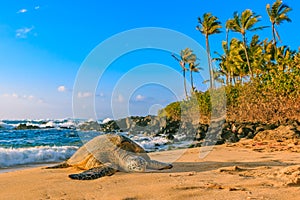 Endangered Hawaiian Green Sea Turtle on the sandy beach at North